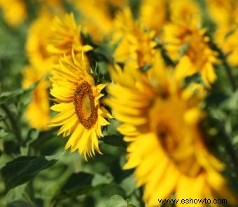 Cultivo y cosecha de girasoles