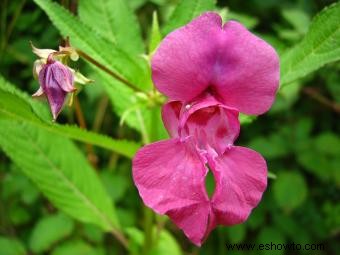 Flores antiguas