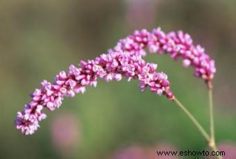 Flores antiguas