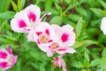 Cómo cultivar flores silvestres de Clarkia