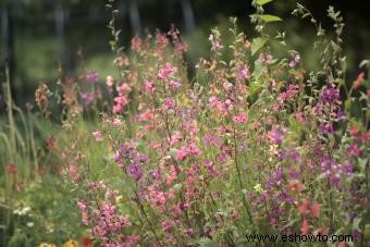 Cómo cultivar flores silvestres de Clarkia