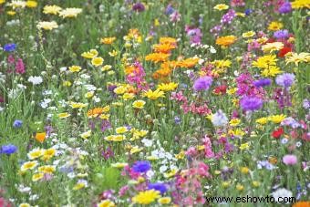 Cómo cultivar flores silvestres de Clarkia