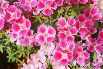 Cómo cultivar flores silvestres de Clarkia