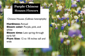 Introducción a la flor púrpura de las casas chinas