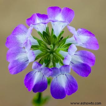 Introducción a la flor púrpura de las casas chinas