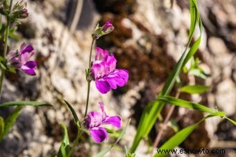 Introducción a la flor púrpura de las casas chinas