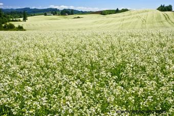 Limnanthes:datos, usos y consejos de cultivo de Meadowfoam