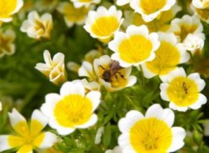 Limnanthes douglasii (Espuma de pradera): datos, usos cosméticos e industriales y consejos de cultivo