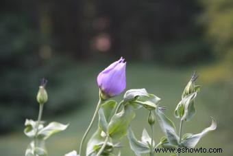 Lisianthus