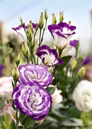 Lisianthus