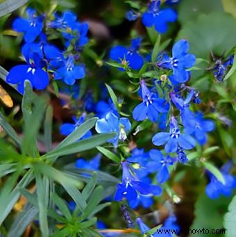 Lobelia