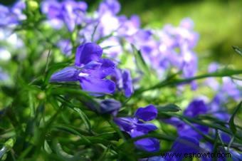 Lobelia