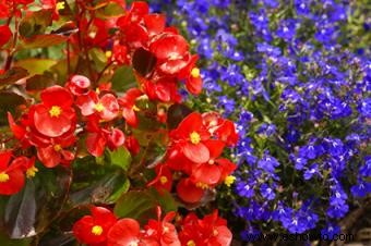 Lobelia