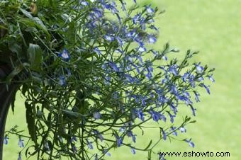 Lobelia