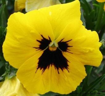 Pansy