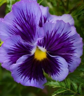 Pansy