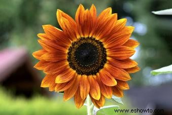 Guía de girasoles:agregue un poco de sol a su jardín