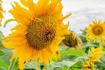 Guía de girasoles:agregue un poco de sol a su jardín