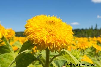 Guía de girasoles:agregue un poco de sol a su jardín