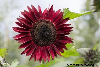 Guía de girasoles:agregue un poco de sol a su jardín