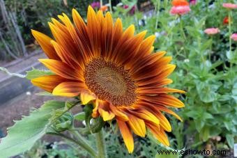 Guía de girasoles:agregue un poco de sol a su jardín