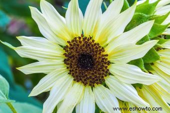 Guía de girasoles:agregue un poco de sol a su jardín