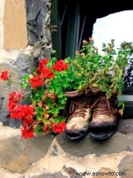 Preparar los geranios hiedra para el invierno