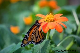 Zinnia