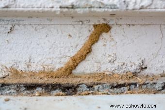 Señales de daños por termitas