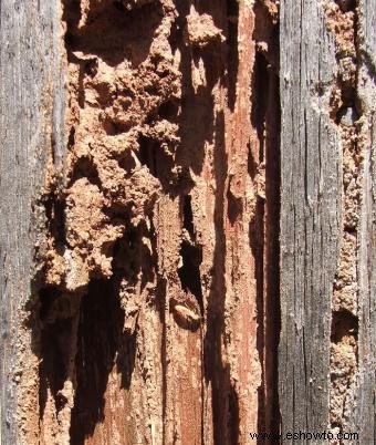 Señales de daños por termitas