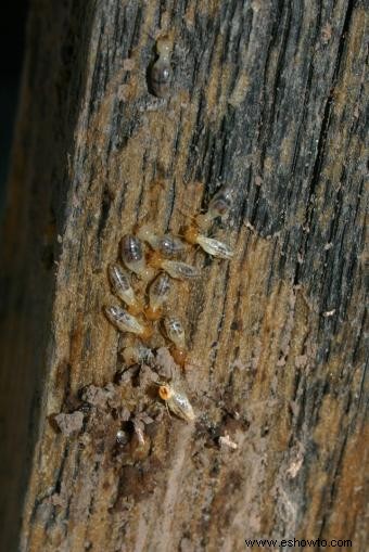 Tipos de tratamiento contra termitas