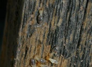 Tratamientos Efectivos contra Termitas: Guía Completa y Profesional