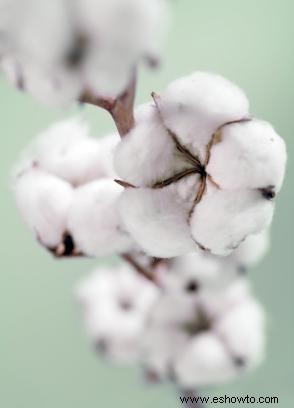 Aceite de semilla de algodón orgánico