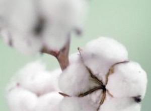 Aceite de semilla de algodón orgánico