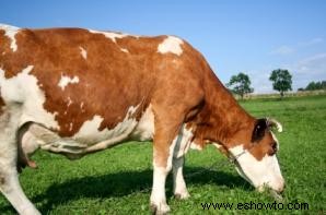 Por qué la leche orgánica es mejor que la leche normal