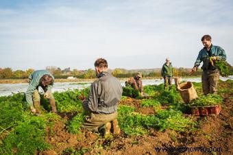 Beneficios de la agricultura ecológica