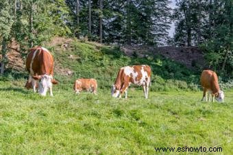 Beneficios de la agricultura ecológica