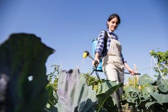 Ventajas y desventajas de los fertilizantes orgánicos