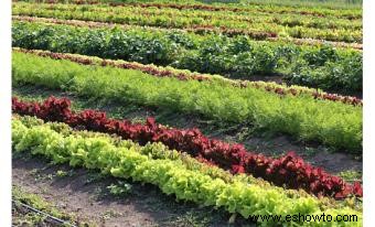 Efectos negativos de la agricultura orgánica