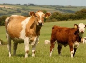 Guía Completa para Obtener la Certificación en Producción de Carne Orgánica de Res