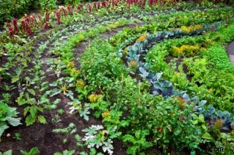 Cómo cultivar una huerta orgánica
