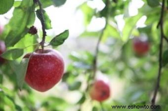 Cómo encontrar árboles frutales orgánicos para la venta