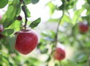 Cómo encontrar árboles frutales orgánicos para la venta