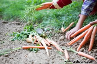 Cómo cultivar una huerta orgánica