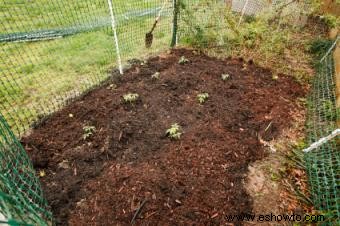 Cómo cultivar una huerta orgánica