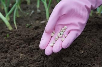 Cómo cultivar una huerta orgánica