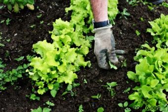 Cómo cultivar una huerta orgánica