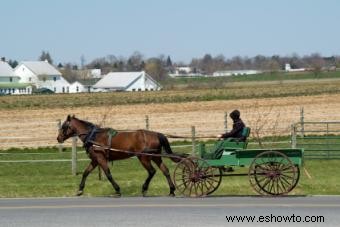 Directorio de Granjas Orgánicas Amish
