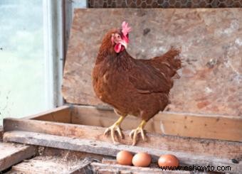 Cría de pollos orgánicos