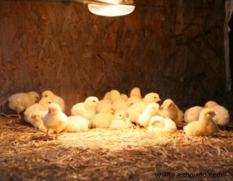 Cría de pollos orgánicos